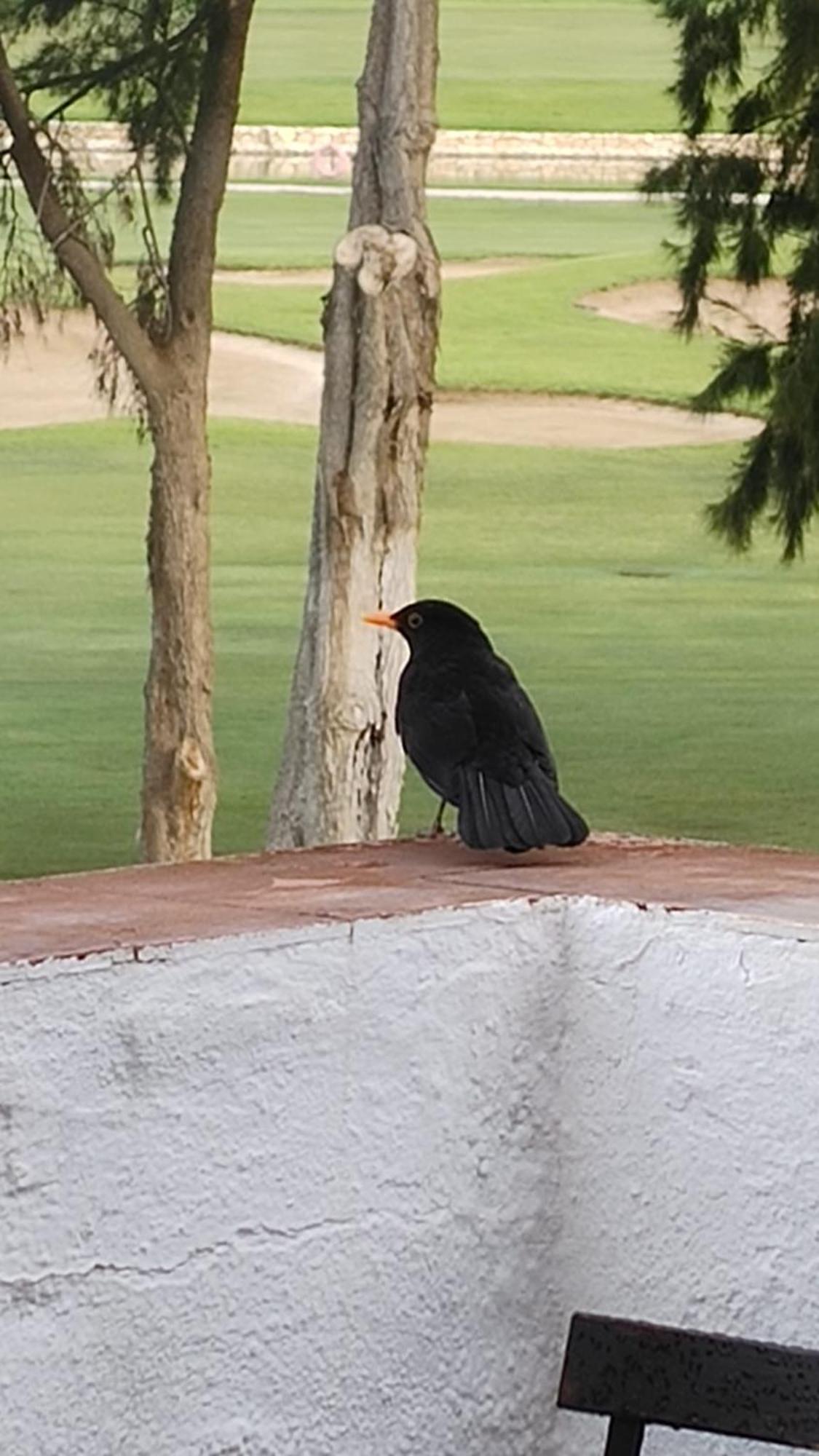 Appartamento Am Mijas Golf Views Fuengirola Esterno foto